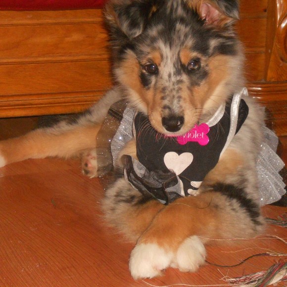 Meet your Posher, Posh - Picture 1 of 1